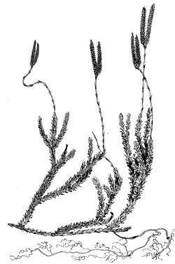 Рис. 2. Плаун булавовидный (Lycopodium clavatum)