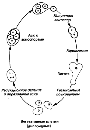 Цикл развития хлебопекарных дрожжей