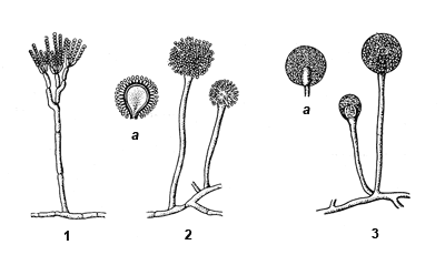 Плесневые грибы: 1 – пеницилл; 2 – аспергилл; 3 – мукор; а – спорангий